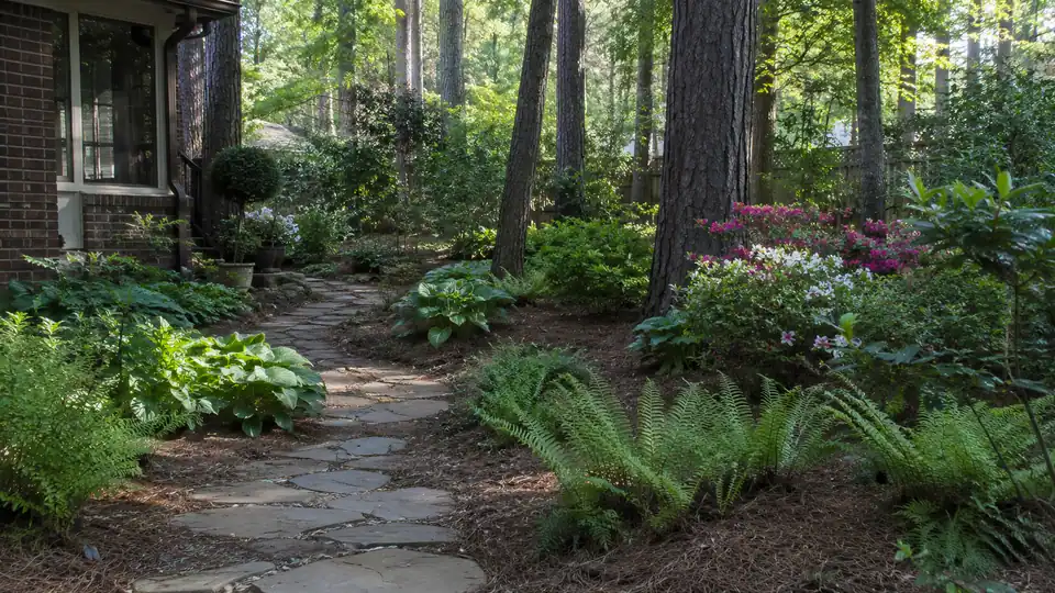 Shade garden planted under a pine canopy in an Atlanta backyard